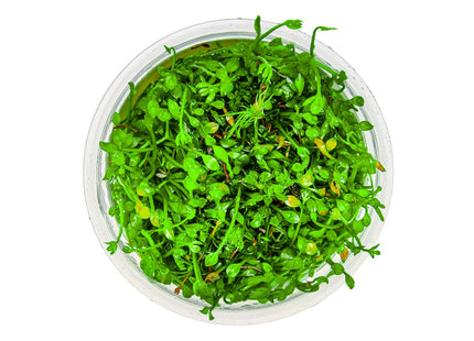 Marsilea minuta von oben