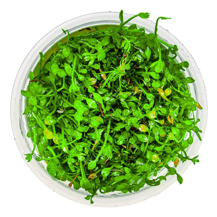 Marsilea minuta von oben
