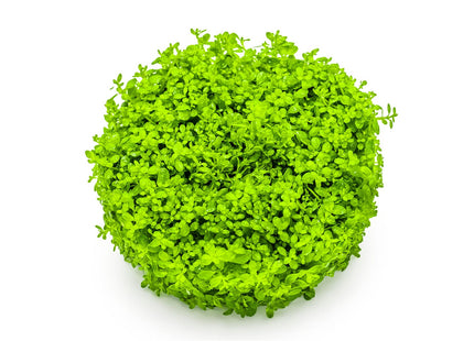 Micranthemum callitrichoides 'Cuba'