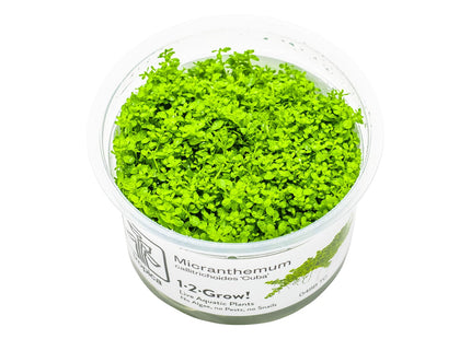 Micranthemum callitrichoides 'Cuba' InVitro Pflanze
