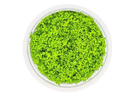 Micranthemum callitrichoides 'Cuba' von oben