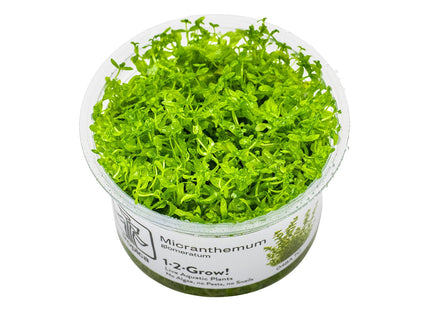 Micranthemum glomeratum InVitro Pflanze