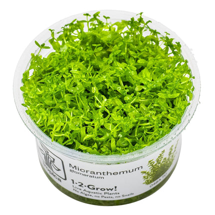 Micranthemum glomeratum InVitro Pflanze