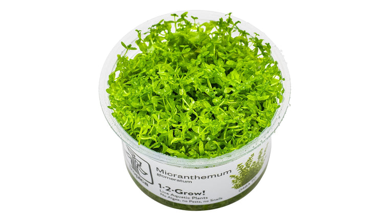 Micranthemum glomeratum InVitro Pflanze