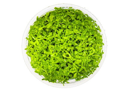 Micranthemum glomeratum von oben