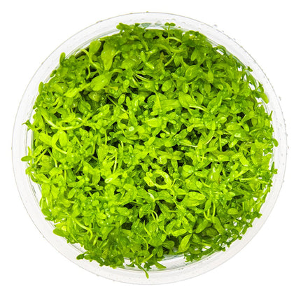 Micranthemum glomeratum von oben