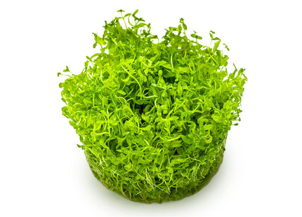 Micranthemum glomeratum