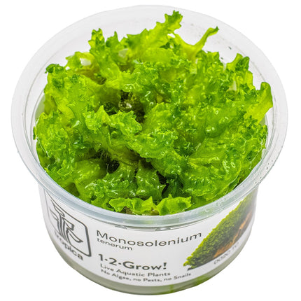 Monosolenium tenerum InVitro Pflanze