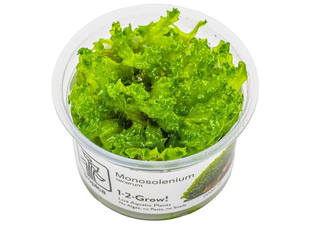 Monosolenium tenerum InVitro Pflanze