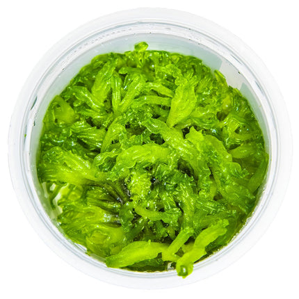 Monosolenium tenerum