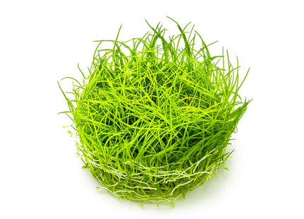 Eleocharis acicularis - Nadelsimse