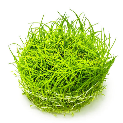 Eleocharis acicularis - Nadelsimse