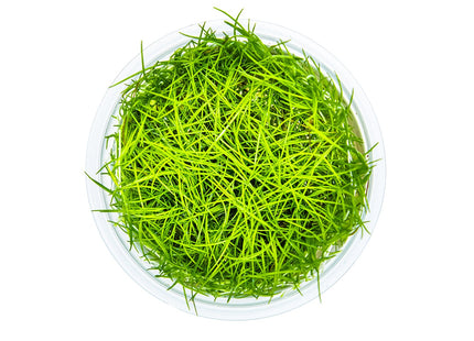 Eleocharis acicularis - Nadelsimse von oben