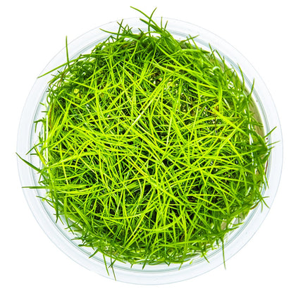 Eleocharis acicularis - Nadelsimse von oben