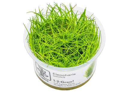 Eleocharis acicularis - Nadelsimse Invitro