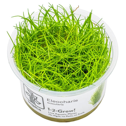 Eleocharis acicularis - Nadelsimse Invitro