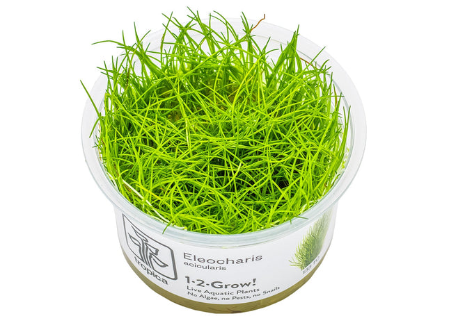 Eleocharis acicularis - Nadelsimse Invitro