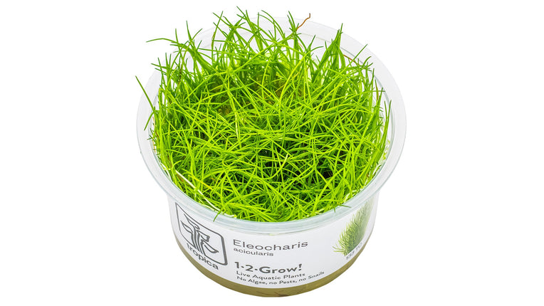 Eleocharis acicularis - Nadelsimse Invitro