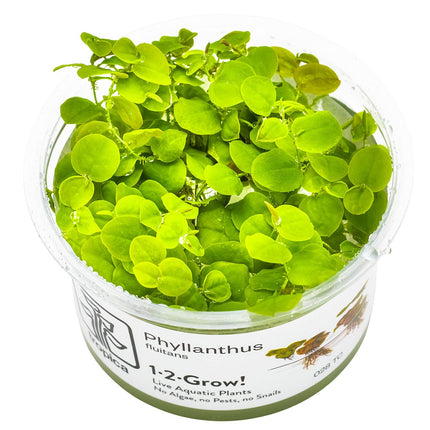 Phyllanthus fluitans InVitro Pflanze