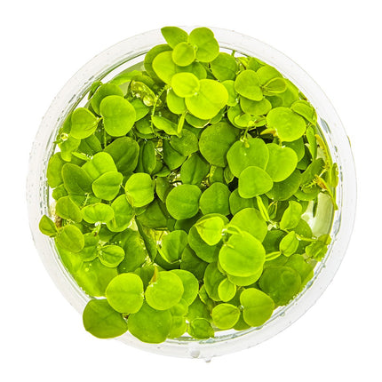 Phyllanthus fluitans von oben