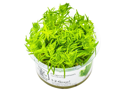 Pogostemon deccanensis InVitro Pflanze