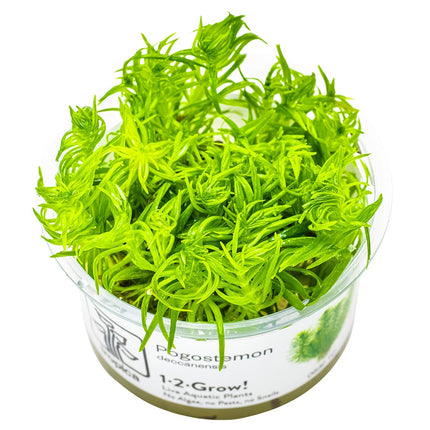 Pogostemon deccanensis InVitro Pflanze