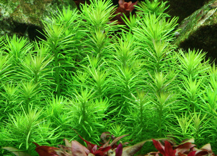 Pogostemon deccanensis im Aquarium