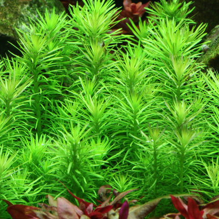 Pogostemon deccanensis im Aquarium