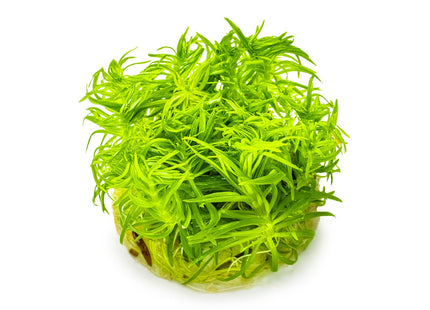 Pogostemon deccanensis