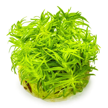 Pogostemon deccanensis