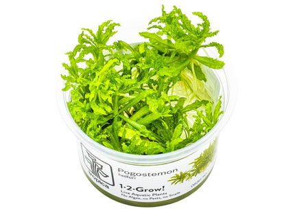 Pogostemon helferi InVitro Pflanze