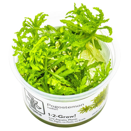 Pogostemon helferi InVitro Pflanze