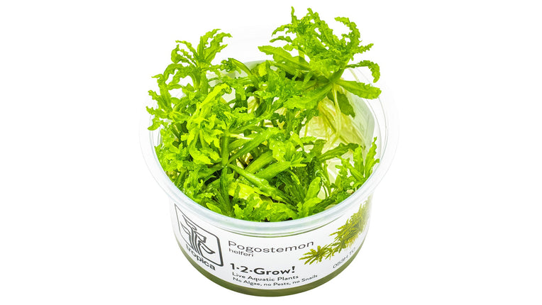 Pogostemon helferi InVitro Pflanze