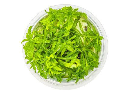 Pogostemon helferi von oben