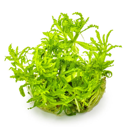 Pogostemon helferi