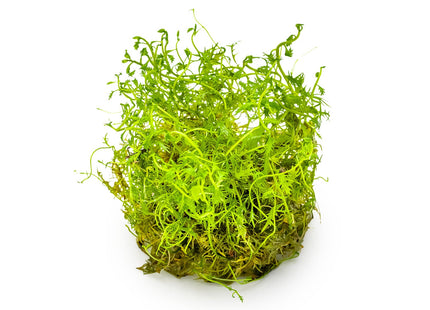 Proserpinaca palustris 'Cuba'