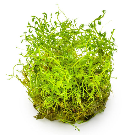 Proserpinaca palustris 'Cuba'