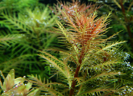 Proserpinaca palustris 'Cuba' im Aquarium