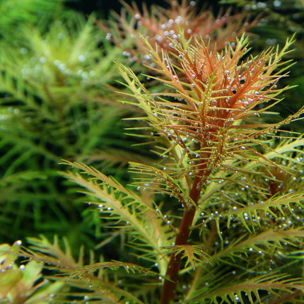 Proserpinaca palustris 'Cuba' im Aquarium