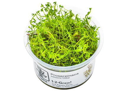 Proserpinaca palustris 'Cuba' InVitro Pflanze