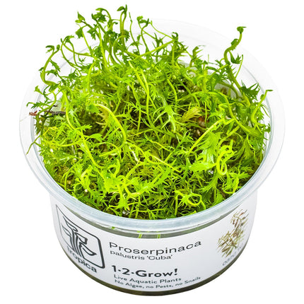 Proserpinaca palustris 'Cuba' InVitro Pflanze