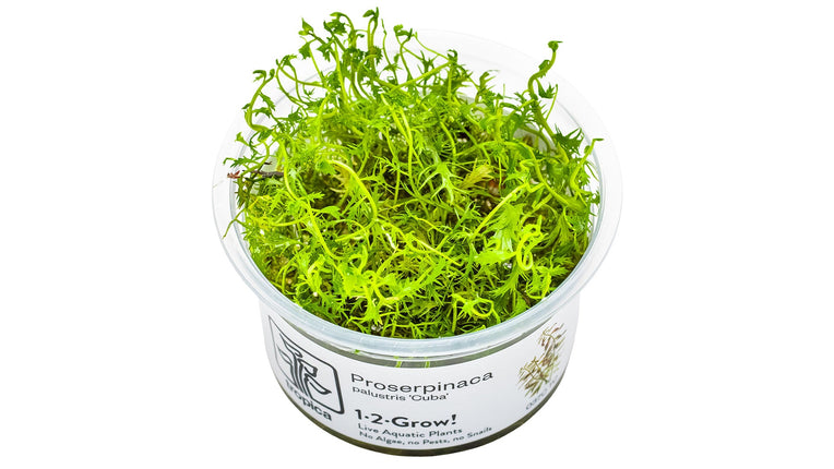 Proserpinaca palustris 'Cuba' InVitro Pflanze