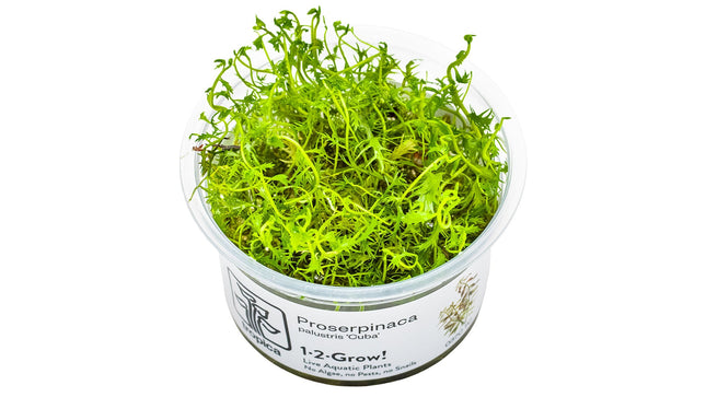 Proserpinaca palustris 'Cuba' InVitro Pflanze