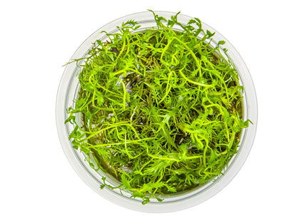 Proserpinaca palustris 'Cuba' von oben