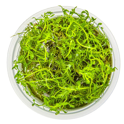 Proserpinaca palustris 'Cuba' von oben