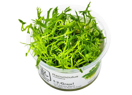 Ranunculus inundatus InVitro Pflanze