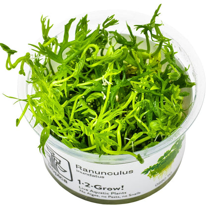 Ranunculus inundatus InVitro Pflanze