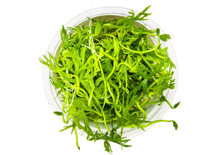 Ranunculus inundatus von oben