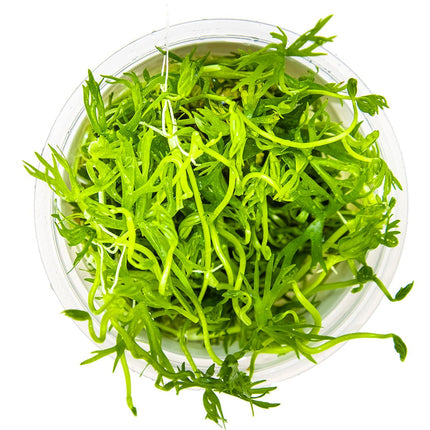 Ranunculus inundatus von oben