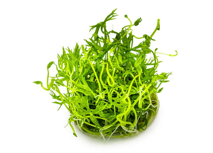 Ranunculus inundatus